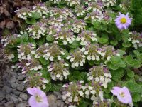 Cream and pink flowers in whorls over slightly haired green foliage